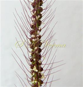  Spike-a part-with spikelets